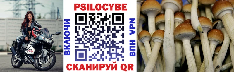 наркота  Бирюч  Псилоцибиновые грибы Cubensis 